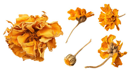 Set of dried golden marigold flowers and buds image isolated transparent. Various stages of bloom cut out photo png. Natural decor, craft project cutouts elements objects photography