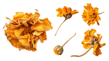 Set of dried golden marigold flowers and buds image isolated transparent. Various stages of bloom cut out photo png. Natural decor, craft project cutouts elements objects photography