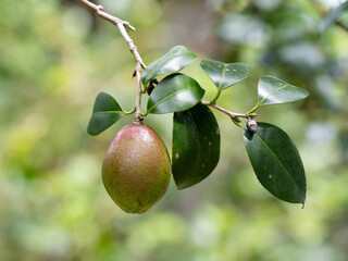 ツバキの実と葉