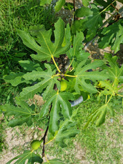 
This is a tree with figs growing on it.
