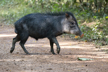 White-lipped Peccary (Tayassu pecari) crossing a forest track, Alta Floresta, Amazon, Brazil