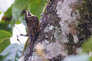 Rusty-flanked Treecreeper, Certhia nipalensis, Pangolakha Wildlife Sanctuary, Sikkim, India