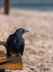 A Crow taken against a sandy beach bokeh background. The Carrion Crow is a member of the Corvid family of birds. 