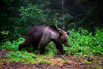 Europäischer Braunbär (Ursus arctos arctos) - Karpaten, Rumänien // European brown bear - Carpathians, Romania © bennytrapp