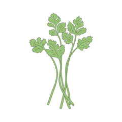 coriander, Illustration of vegetable, isolated, icon illustration, clipart