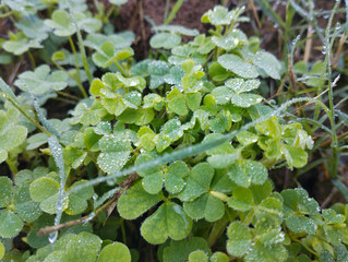 morning dew weed in grassland meadow beautiful view.