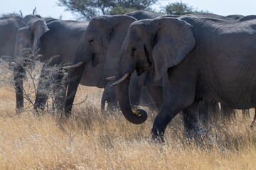 Fototapeta premium A herd of African Elephants -Loxodonta Africana- grazing on the plains of Etosha National Park, Namibia.
