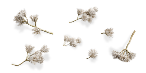 Twigs of dried flower isolated on white