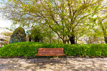 Wooden park bench in sakura tree garden with fade of flower sunny day