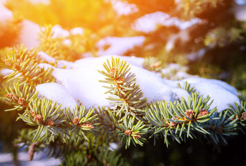 Needles in snow against the background of sunlight