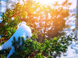 Needles in snow against the background of sunlight