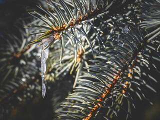 Needles in snow against the background of sunlight