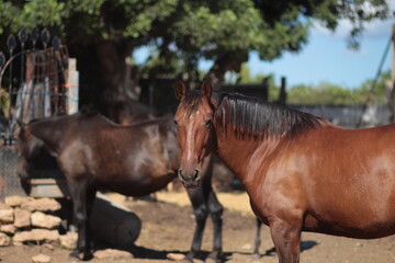 Obraz premium portrait of a horse