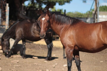 Obraz premium portrait of a horse