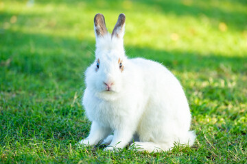 Cute little white rabbit on green grass with natural bokeh as background during spring warm summer day. Young adorable bunny playing in garden and sunlight morning.