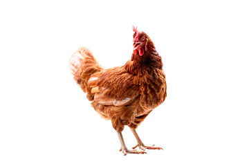 Chicken, Full body of brown chicken hen standing isolated transparent background, Laying hens...