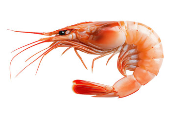 A vibrant whole shrimp isolated against a clean white backdrop for culinary art