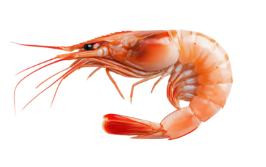 A vibrant whole shrimp isolated against a clean white backdrop for culinary art