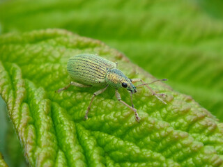 The green immigrant leaf weevil (Polydrusus formosus, Polydrusus splendidus), female on a bramble leaf