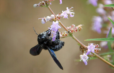 Carpenter bee foraging on a flower