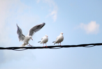 Seagulls standing on a power line