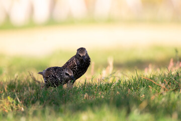 bird, nature, wildlife, wild, animal, grass, beak, pheasant, grouse, feathers, green, feather, young, brown, pigeon, birds, ptarmigan, black, hunting, chick, thrush, white, red, game, juvenile