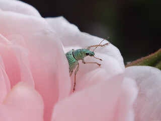 Green immigrant leaf weevil (Polydrusus formosus, Polydrusus splendidus) peaking from a pink rose