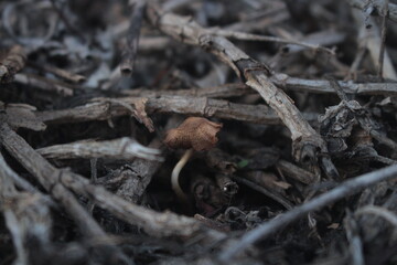 mushrooms  background