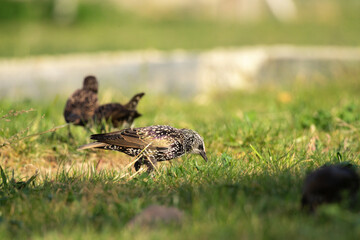bird, nature, wildlife, wild, animal, grass, beak, pheasant, grouse, feathers, green, feather, young, brown, pigeon, birds, ptarmigan, black, hunting, chick, thrush, white, red, game, juvenile