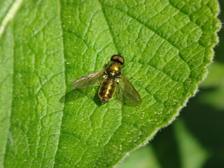 Broad centurion soldier fly (Chloromyia formosa), male sitting on a green leaf
