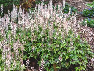 Tiarella Candy Stripe flowering in a garden