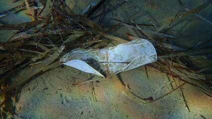 A menstrual pad underwater. Sea pollution. Real ladies don't do that. Aegean Sea, Greece, Skiathos island, Vasilias beach. 