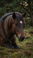 Sleeping New Forest pony.