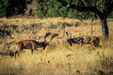 Two fallow deer in their natural environment.
