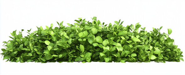 green shrubs create vibrant and lively atmosphere, perfect for enhancing any space. Their rich foliage adds touch of nature and freshness to environment