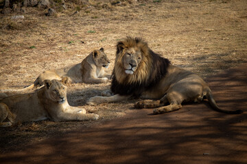 King of the wild The male lion stands tall, embodying strength, power, and regal grace. A true symbol of the savannah