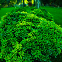 green leaves of a bush, green, bush