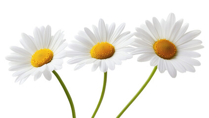 Naklejka premium Three beautiful daisies blooming elegantly against a pure white backdrop