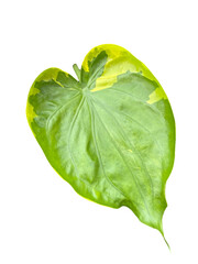 Green Heart-Shaped Leaf on a Black Background