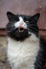 An expressive black and white cat, captured while hissing against