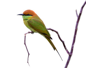Chubby bird sitting on broken wooden branch on soft light day, asian green bee-eater, merops orientalis isolated on white background