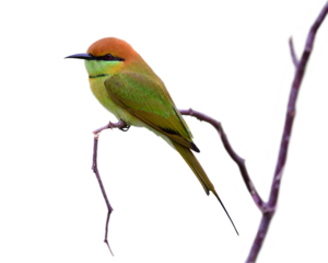Chubby bird sitting on broken wooden branch on soft light day, asian green bee-eater, merops orientalis isolated on white background
