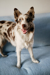 Charming happy red merle color blue-eyed border collie puppy on the couch in a cozy home interior. Portrait of a cute smart dog indoor