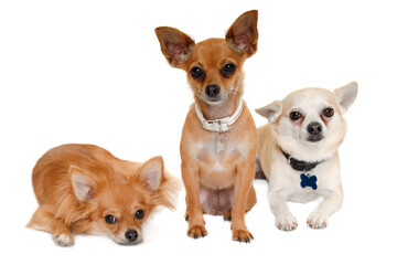 Three happy chihuahua puppy dogs on a white background