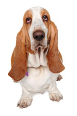 Sad Basset Hound  dog on a white background