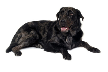Happy dog on a white background