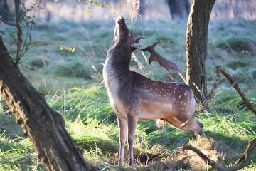 Vogelenzang, Netherlands. September 29, 2024. Fallow deer in the autumn rutting season.