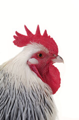 Head of rooster on white background