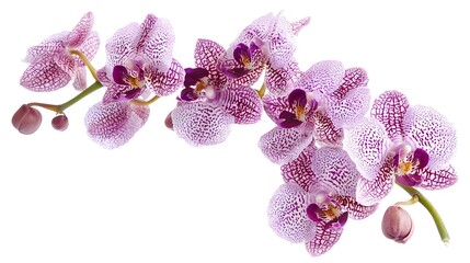 Vibrant Orchid Bloom with Purple and White Petals on White Background