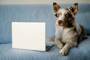 Obraz na płótnie Canvas A charming blue-eyed border collie puppy lies on a blue sofa and works online using a laptop. The concept of pets as people. A modern freelance dog boss works from home
